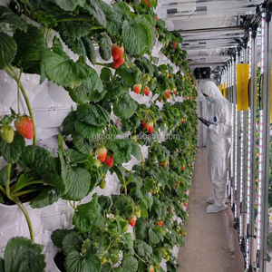 Sistema de Cultivo Hidropónico en Contenedores de 20 pies para Producción Comercial de Fresas en Estados Unidos, Canadá y Europa - Product Image 4