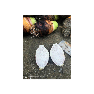 Le taro congelé a été soigneusement pelé et rapidement congelé IQF adapté au marché d'exportation de la transformation pratique des aliments - Product Image 5