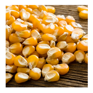 Maíz GMO o No GMO / Maíz Amarillo y Maíz Blanco para Alimentación Humana y Animal - Product Image 3