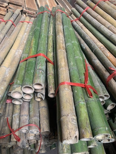 Cañas de bambú de Vietnam suministradas en varios tamaños para paisajismo, agricultura, muebles y fines decorativos - Product Image 6