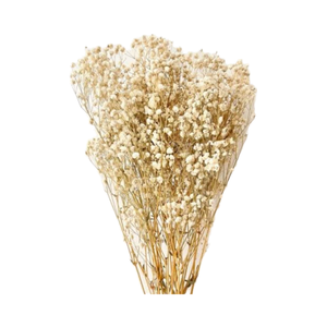 Fleurs séchées de lavande préservées de haute qualité Cosmic, gypsophile naturellement teint, longue durée, écologique, pour la remise des diplômes et Halloween - Product Image 2