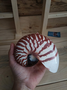 Concha Marina Espiral Natural Extra Grande, Perfecta para Decoración de Casas de Playa - Product Image 3