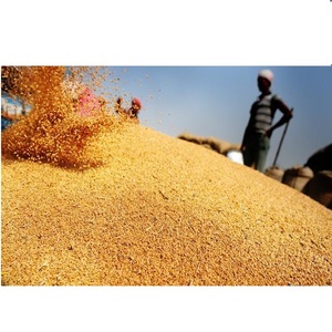 Lúa Mì Từ Ukraine Hạt Lúa Mì Loại 2 Khô Giá Bán Buôn Tốt Nhất - Product Image 1