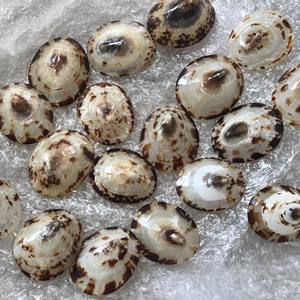 Limpet Seashells-Concha de playa genuina para Artes y manualidades-Concha de lactancia (Elysia WA: + 84789310321) - Product Image 3