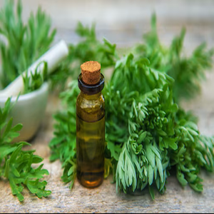น้ำมันหอมระเหยจากต้นบอระเพ็ดธรรมชาติ OEM น้ำมันอาร์ทีมิเซีย แอ็บซินเธียม สำหรับอโรมาเธอราพีและผลิตภัณฑ์ดูแลผิว ผู้ผลิตและจำหน่ายขายส่งจำนวนมาก - Product Image 1