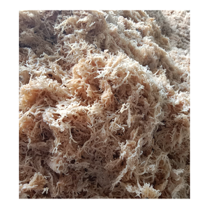 มอสทะเลสีทองแบบพรีเมี่ยมผสมเกลือ/ไม่ใช่เกลือ, มอสทะเลไอริชแห้ง/ซีมอสสีทองแห้งคอตตอนสอง Eucheuma แห้งจาก99 GD - Product Image 1