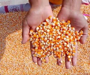 Grains de maïs jaunes séchés de qualité, non glutineux, maïs mûr pour l'alimentation animale, vente en gros en vrac - Product Image 3