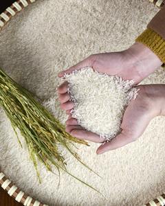 Vietnam Premium Rice Jasmine Fragrant White Glutinous Rice High Quality Moisture Max 14% Packed PP/BOPP/PAPE Bag_Celeste Nguyen - Product Image 2
