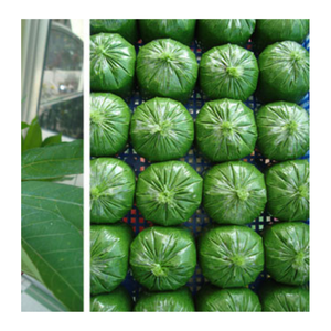 Hojas de mandioca picadas congeladas de Vietnam para cocinar platos tradicionales Sopas y mercados de exportación - Product Image 4