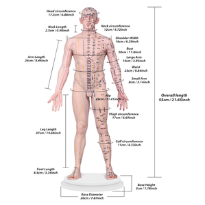 Akupunktur noktası öğrenme ve büyük taban sabit nokta tasarımı ile ekran için 55cm 21.6 inç silikon akupunktur modeli - Product Image 6