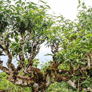 MEJOR VENTA DE ALTA MONTAÑA SHAN TÉ DE NIEVE HOJAS NATURALES PURAS DE VIETNAM - Product Image 2