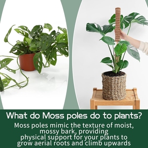 Kit de 4 poteaux en mousse plastifiée avec support en coco pour plantes d'intérieur/extérieur (Monstera), livraison incluse, stock US - Product Image 3