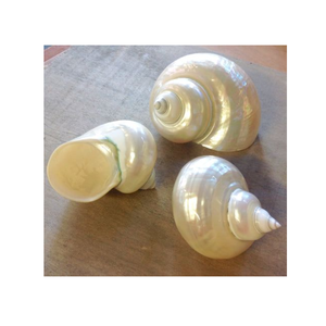 Assiettes chaudes en nacre 2025: plats de caviar de coquillage fabriqués à la main, ensembles d'assiettes de coquille de conque, accessoires de haute qualité - Product Image 3