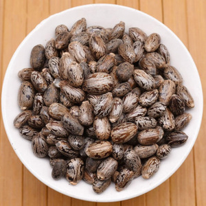 Graines de ricin à double langue de qualité supérieure pour l'extraction d'huile, export en vrac, Thaïlande, durée de conservation de 12 mois, valeur nutritionnelle saine - Product Image 1