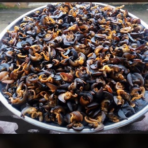 Escargots séchés africains de qualité supérieure pour l'exportation, produits d'escargots comestibles naturels avec traitement et emballage hygiéniques - Product Image 3
