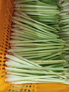 Vente en gros de citronnelle fraîche 100% sans taxe en provenance du Vietnam, produit agricole de qualité supérieure - Product Image 4
