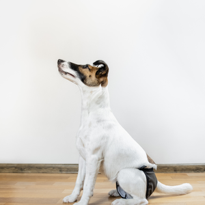 Prêt à expédier couches pour chiens disponibles couche lavable pour chien avec taille élastique pour un ajustement sécurisé fabriqué en turquie - Product Image 1