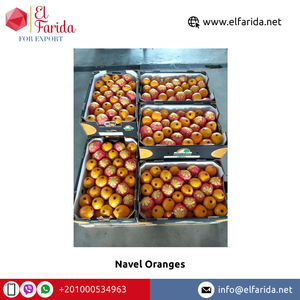 Offre Spéciale de bonne qualité largement vendu égyptien naturel doux délicieux nombril frais Orange/Orange de bali à un prix fiable - Product Image 2