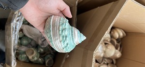 Wholesale Natural Green Conch Shells <b>for</b> <b>Sale</b> - Product Image 3