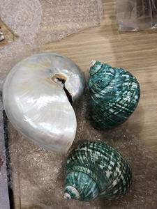 Concha de Nautilus perlada, Nautilus Pompilius pulido, conchas marinas perfectas para decoración costera, colección de regalos de boda - Product Image 5