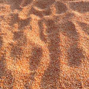 ผู้ส่งออกข้าวโพดสีเหลืองเกรดพรีเมียม ได้รับการรับรองมาตรฐาน HACCP บรรจุภัณฑ์สุญญากาศแบบแห้ง ปริมาณมาก สำหรับโรงงานผลิตอาหารสัตว์ - Product Image 6