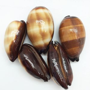 סיטונאי רופיות למכירה סוגים שונים של טבעי אוקיינוס cowry צדפים עבור מלאכה תכשיטי ביצוע - Product Image 6