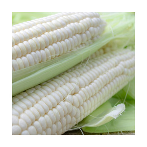 Maíz Blanco a Granel para Comercio de Grandes Volúmenes con Suministro Constante y Envío Rápido - Product Image 5