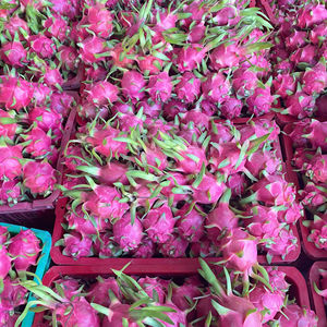 Premium Fresh Dragon Fruit 100% Pure Vietnam Origin 60 días de vida útil para los mercados de EE. UU., Emiratos Árabes Unidos y La UE - Product Image 1