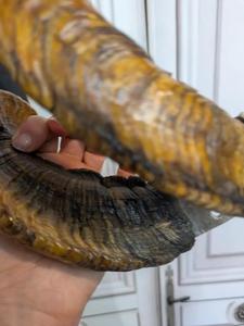 Vintage Shofar Ram cuerno shofar pulido o natural olor libre hecho a mano Judaica para Rosh Hashanah & Yom Kippur - Product Image 2