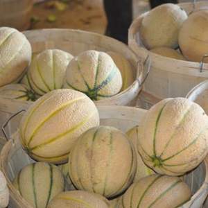 Organic <b>Fresh</b> <b>Melons</b> Top Vietnamese Supplier Bulk Packaging Best Tropical Fruit Quality with Sweet Taste Wholesale-High Brix - Product Image 5
