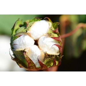 Fibre de coton biologique brut de qualité supérieure 100% (Gossypium Barbadense) pour la filature - Product Image 6