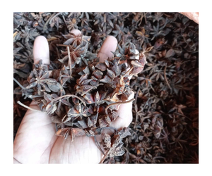 Anís estrellado secado de color natural de venta directa de origen al por mayor, anís estrellado secado de la mejor calidad, 100 g/bolsa, especias individuales, hierbas - Product Image 6