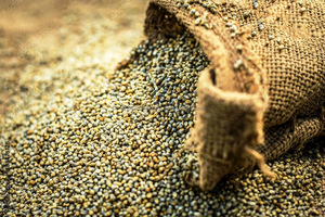 Alimento para animales de mijo verde de primera calidad a un precio asequible disponible para la venta - Product Image 2