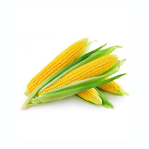 Oferta al por mayor de maíz amarillo premium listo para distribución a granel - Product Image 6