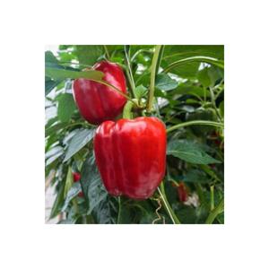 100 pezzi semi rari California seme pepe pepe in vaso regalo - Product Image 3