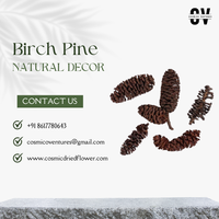 Bunga Kering Kosmik Berkualitas Tinggi Grosir Organik Birch Pine untuk Wisuda, Halloween, Hari Ibu, Pernikahan, Hari Valentine
