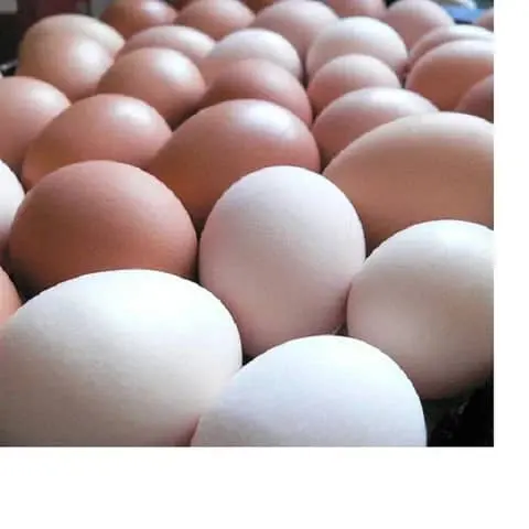 ब्रोइलर से नफरत करने वाले अंडे क्रॉस 308 और कोब 500 और चिकन टेबल अंडे