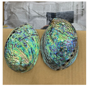 Coquille d'ormeau propre et polie belle brillance arc-en-ciel idéale pour les projets de bricolage créatifs ou la décoration intérieure - Product Image 3