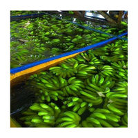 Plátano Cavendish verde fresco con exportación estándar del proveedor de Vietnam al mejor precio-Caryln 0084935825297