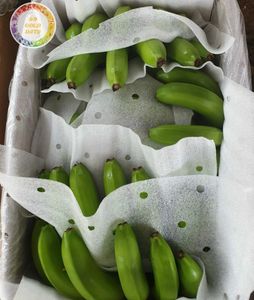 Bananas Frescas al Por Mayor de Alta Calidad al Mejor Precio, Cartón de 13 kg, Exportación de Fruta Tropical de Vietnam por 99 Gold Data - Product Image 6