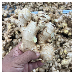 ขิงสดที่เก็บเกี่ยวจากฟาร์มของเวียดนามมีรสชาติเข้มข้นและบรรจุอย่างระมัดระวังเพื่อจัดส่งระหว่างประเทศ - Product Image 1