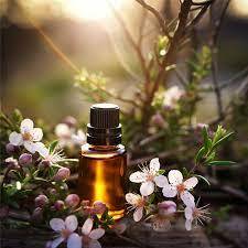 Fabricants d'usine en gros de l'huile essentielle de Manuka pure et naturelle la plus vendue au prix de gros d'usine en provenance d'Inde - Product Image 5