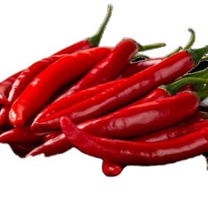 สินค้าขายดี!! พริกแดงสดเวียดนาม ปี 2023 ราคาแข่งขัน คุณภาพสูง มาตรฐานส่งออก ขายโดย VIETSEAFARM ธรรมชาติ 100% - Product Image 1