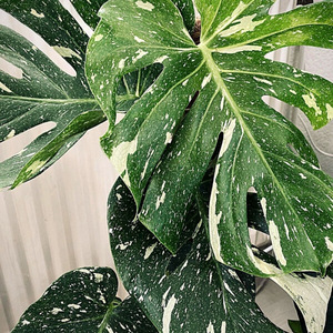 Textil con Forma de Hoja de Monstera Variegata, Realista, para Sala de Estar, Producto Único y Atractivo para Interiores - Product Image 1