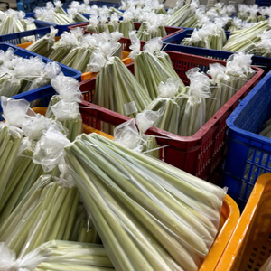 Hierba de Limoncillo Congelada de Vietnam al por Mayor, Hierba Aromática Pura para Servicios de Alimentos a Nivel Mundial - Product Image 6