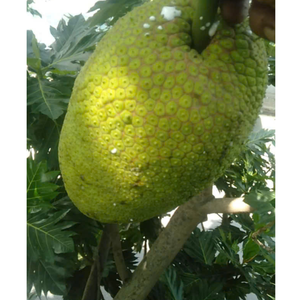 Guanábana congelada suave y cremosa, lista para usar en batidos comerciales, sorbetes y servicio de alimentos - Product Image 4