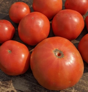 Jersey Breeze Heirloom Tomatoes Fruits Fresh Organic 10kg Variedad con fuerte tolerancia a enfermedades y sabor a campo abierto - Product Image 2