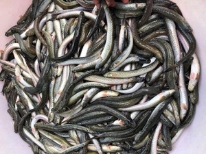 PROVEEDOR PREMIUM DE PESCADO DE GOBY CONGELADO AL POR MAYOR OFERTA CALIENTE TOP VENTAS EXPORTACIÓN DE FÁBRICA DE MARISCOS DE VIETNAM - Product Image 5