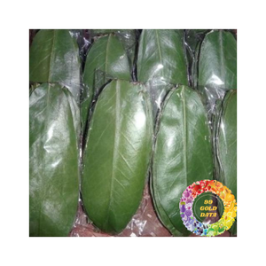 Exportación a granel de hojas secas de Guanábana de calidad superior, venta al por mayor, suministro de hojas de Graviola para bebidas de té con larga vida útil y buen precio - Product Image 3