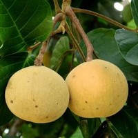 Premium voedingsmiddelkwaliteit wild Santol FRUIT EXTRACT poeder natuurlijk ingrediënt bulk levering Thailand TH;24 Siammit merk alle seizoenen